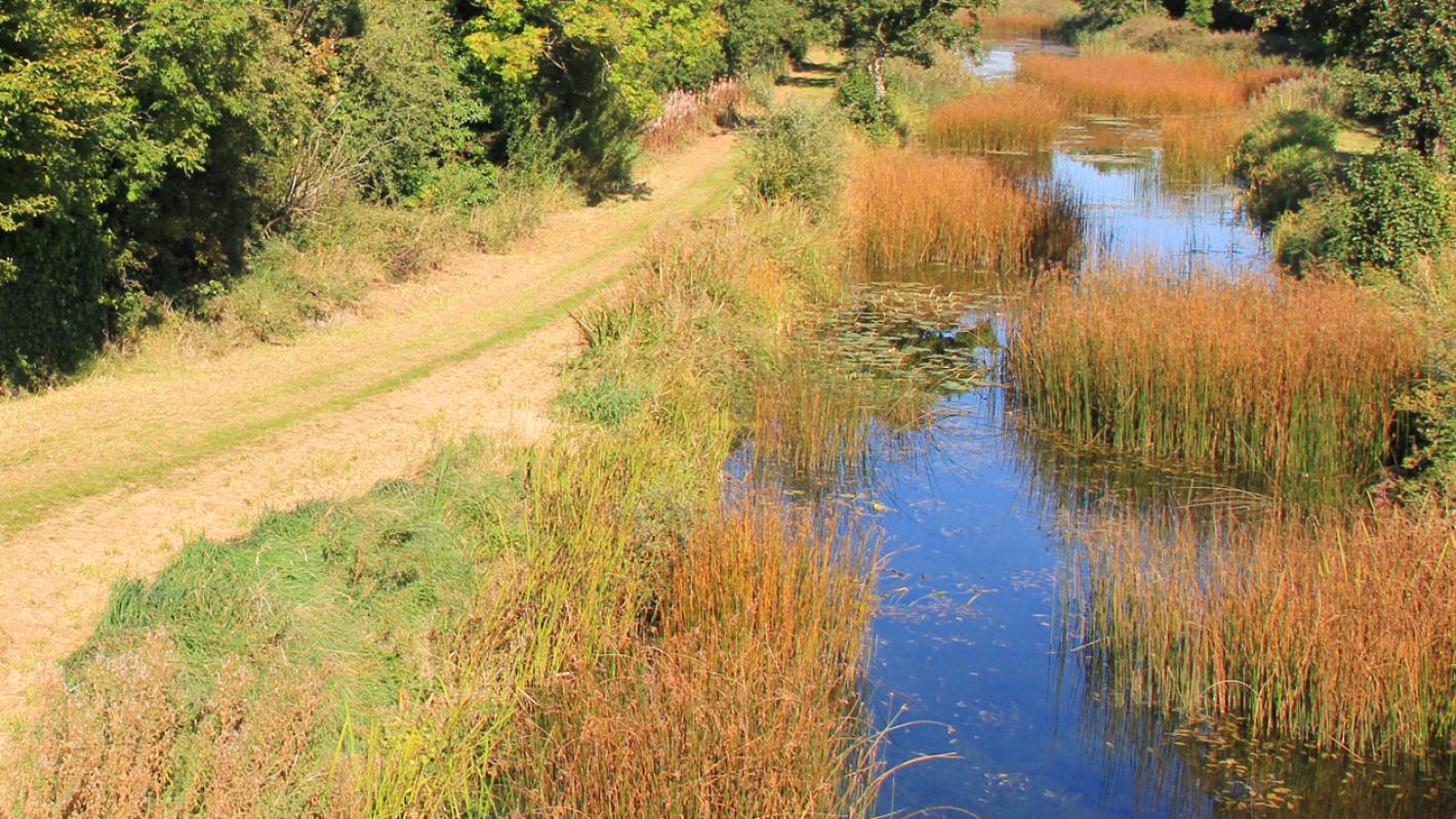 Grand Canal ecology study