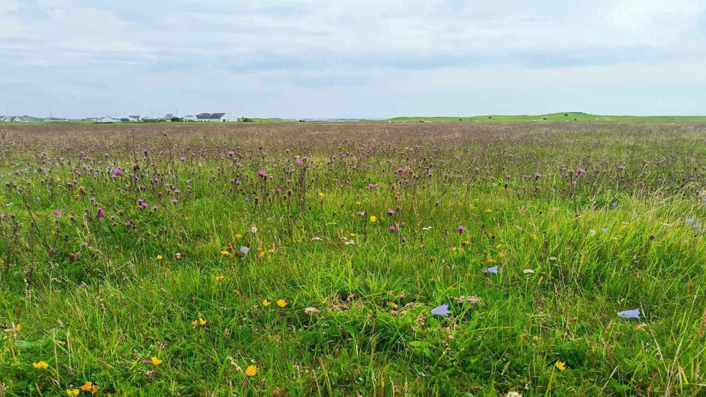 LIFE on Machair Banner Image 1