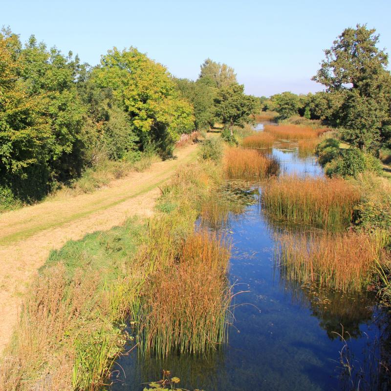 Grand Canal Ecology Study