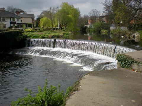 Dodder