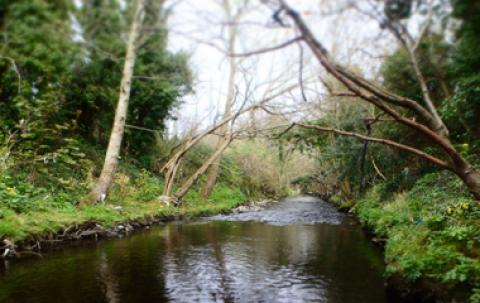 dodder