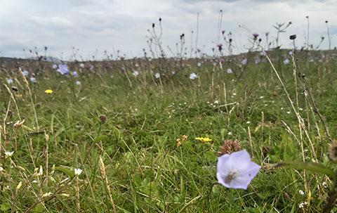 LIFE on Machair News Listing Image