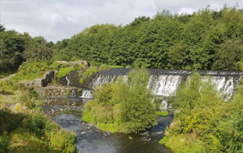 Dodder